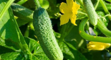 Popis odrůdy dubnové okurky, charakteristika a pěstování